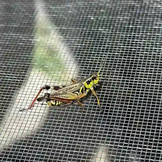 bug-that-is-screen-with-spider-it-SCALE-q2 Konik polny odpoczywa na siatce moskitiery w Gdańsku