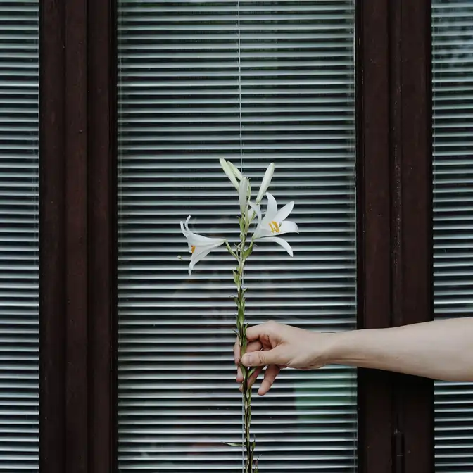 Widok z zewnątrz na odsłoniętą białą żaluzje drewnianą w Redzie