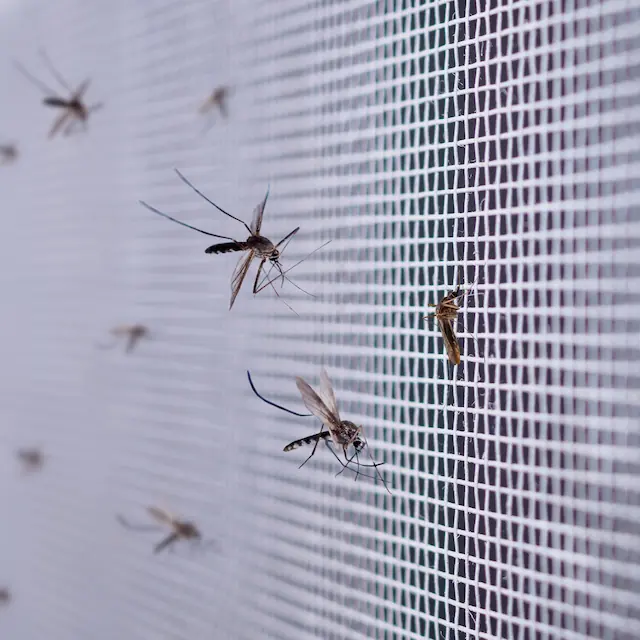 many-mosquitoes-insect-net-wire-screen-close-up-house-window-1x1 Moskitiera zatrzymuje komary na zewnątrz budynku w Sopocie
